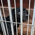 Pies do adopcji, Gorzów Wielkopolski, 2 stycznia 2026