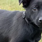 Pies do adopcji, Pieczyska, 4 stycznia 2026