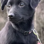 Pies do adopcji, Pieczyska, 4 stycznia 2026