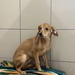 Pies do adopcji, Kraków, 20 grudnia 2025