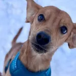 Pies do adopcji, Kraków, 20 grudnia 2025