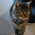 Kot do adopcji, Dłużyna Górna, 3 stycznia 2026