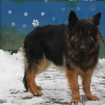 Pies do adopcji, Nowy Dwór Mazowiecki, 3 stycznia 2026