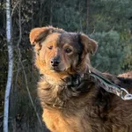 Pies do adopcji, Pieczyska, 2 stycznia 2026