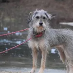 Suczka poz. 25/0645 w DT