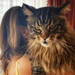 Zaginął kot, Szczekociny, 4 stycznia 2026