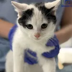 Znaleziono kota, Szczecin, 4 stycznia 2026