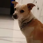 Zaginął pies, Łódź, 4 stycznia 2026