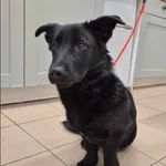 Znaleziono psa, Grudziądz, 4 stycznia 2026