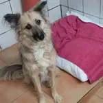 Znaleziono psa, Toruń, 3 stycznia 2026