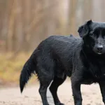 Pies do adopcji, Nowodwór, 5 stycznia 2026