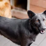 Oddam psa, Nowakowo, 5 stycznia 2026