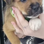 Znaleziono psa, Radom, 3 stycznia 2026