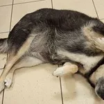 Znaleziono psa, Wrocław, 31 grudnia 2025