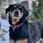 Pies do adopcji, Bydgoszcz, 5 stycznia 2026