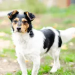 Oddam psa, Warszawa, 5 stycznia 2026