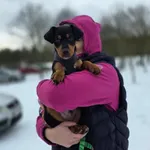 Pies do adopcji, Radom, 4 stycznia 2026