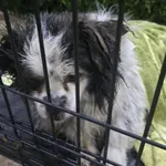 Znaleziono psa, Radom, 1 stycznia 2026