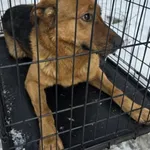 Znaleziono psa, Radom, 1 stycznia 2026