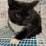 Znaleziono kota, Szczecin, 4 stycznia 2026