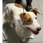 Znaleziono psa, Białystok, 4 stycznia 2026