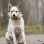 Pies do adopcji, Nowodwór, 5 stycznia 2026