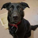 Znaleziono psa, Olsztyn, 4 stycznia 2026