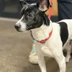 Znaleziono psa, Szczecin, 3 stycznia 2026