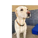 Znaleziono psa, Wrocław, 25 grudnia 2025