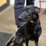 Znaleziono psa, Szczecin, 4 stycznia 2026