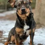 Pies do adopcji, Bydgoszcz, 5 stycznia 2026