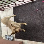 Zaginął pies, Łódź, 4 stycznia 2026