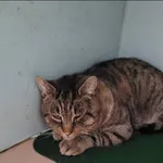 Znaleziono kota, Grudziądz, 2 stycznia 2026