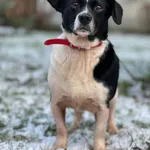 Pies do adopcji, Bydgoszcz, 5 stycznia 2026