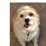 Znaleziono psa, Wrocław, 4 stycznia 2026