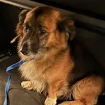 Znaleziono psa, Radom, 1 stycznia 2026