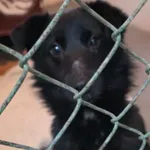 Znaleziono psa, Radom, 3 stycznia 2026