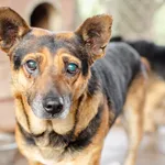 Oddam psa, Warszawa, 5 stycznia 2026