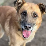 Pies do adopcji, Bydgoszcz, 5 stycznia 2026