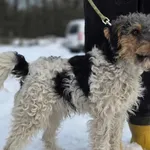 Pies do adopcji, Zgierz, 4 stycznia 2026