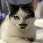 Znaleziono kota, Szczecin, 4 stycznia 2026