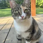 Zaginął kot, Łódź, 5 stycznia 2026