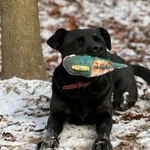 Pies do adopcji, Bydgoszcz, 5 stycznia 2026