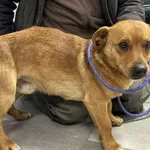 Znaleziono psa, Toruń, 4 stycznia 2026