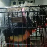 Znaleziono psa, Radom, 3 stycznia 2026