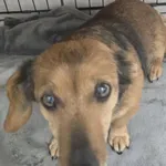 Znaleziono psa, Radom, 1 stycznia 2026