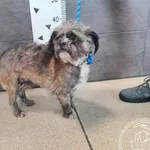 Znaleziono psa, Chełmek, 5 stycznia 2026