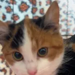 Kot do adopcji, Radom, 5 stycznia 2026