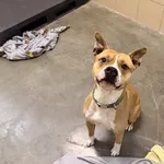 Pies do adopcji, Kraków, 21 grudnia 2025