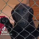 Pies do adopcji, Radom, 5 stycznia 2026